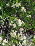 Image of Spiraea crenata L.