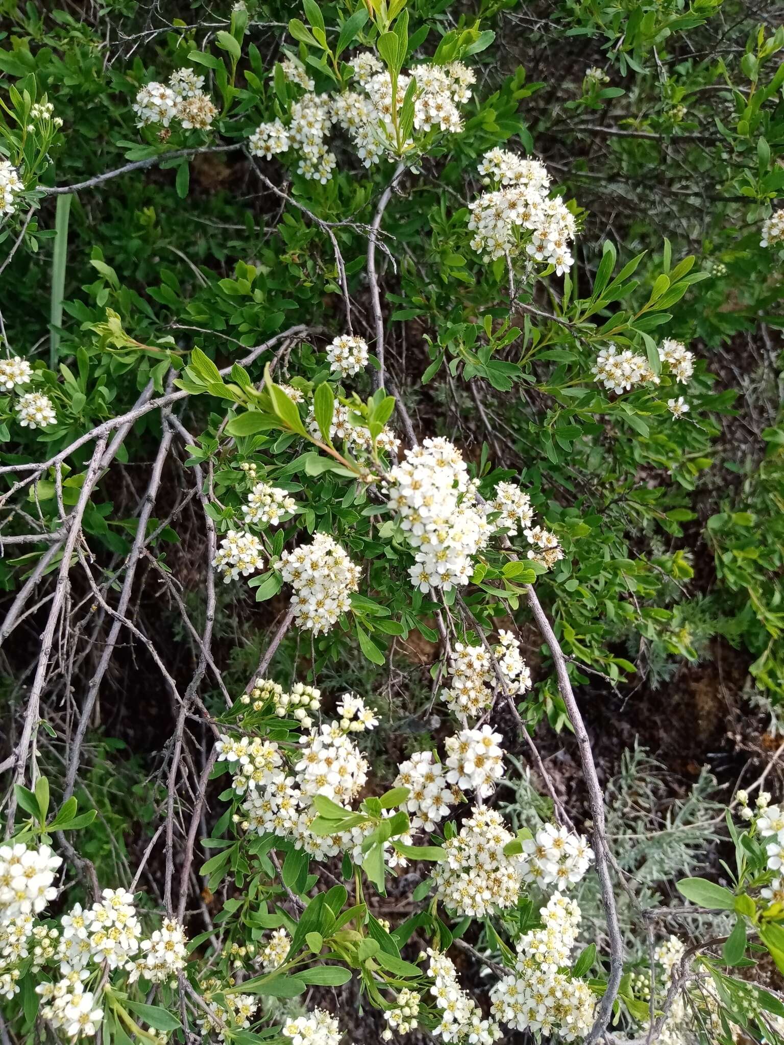 Image of Spiraea crenata L.