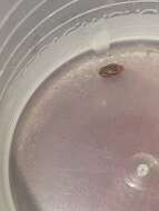 Image de Suphisellus lineatus (Horn 1871)