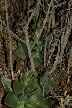 Image of Echeveria peruviana Meyen