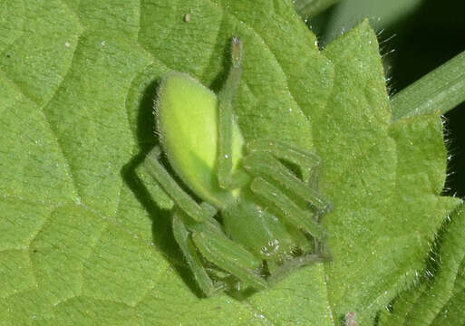 Image of Micrommata virescens (Clerck 1757)