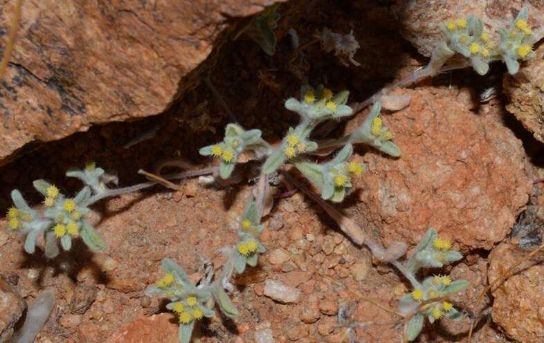 Image of Desert Cudweed