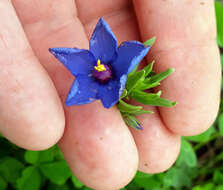 Image of <i>Lysimachia monelli</i>