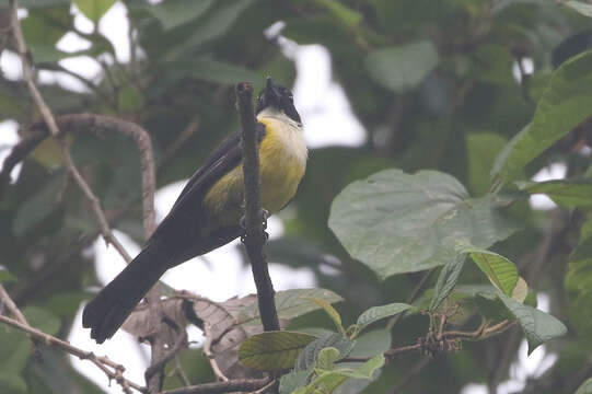 Image of White-throated Shrike-Tanager