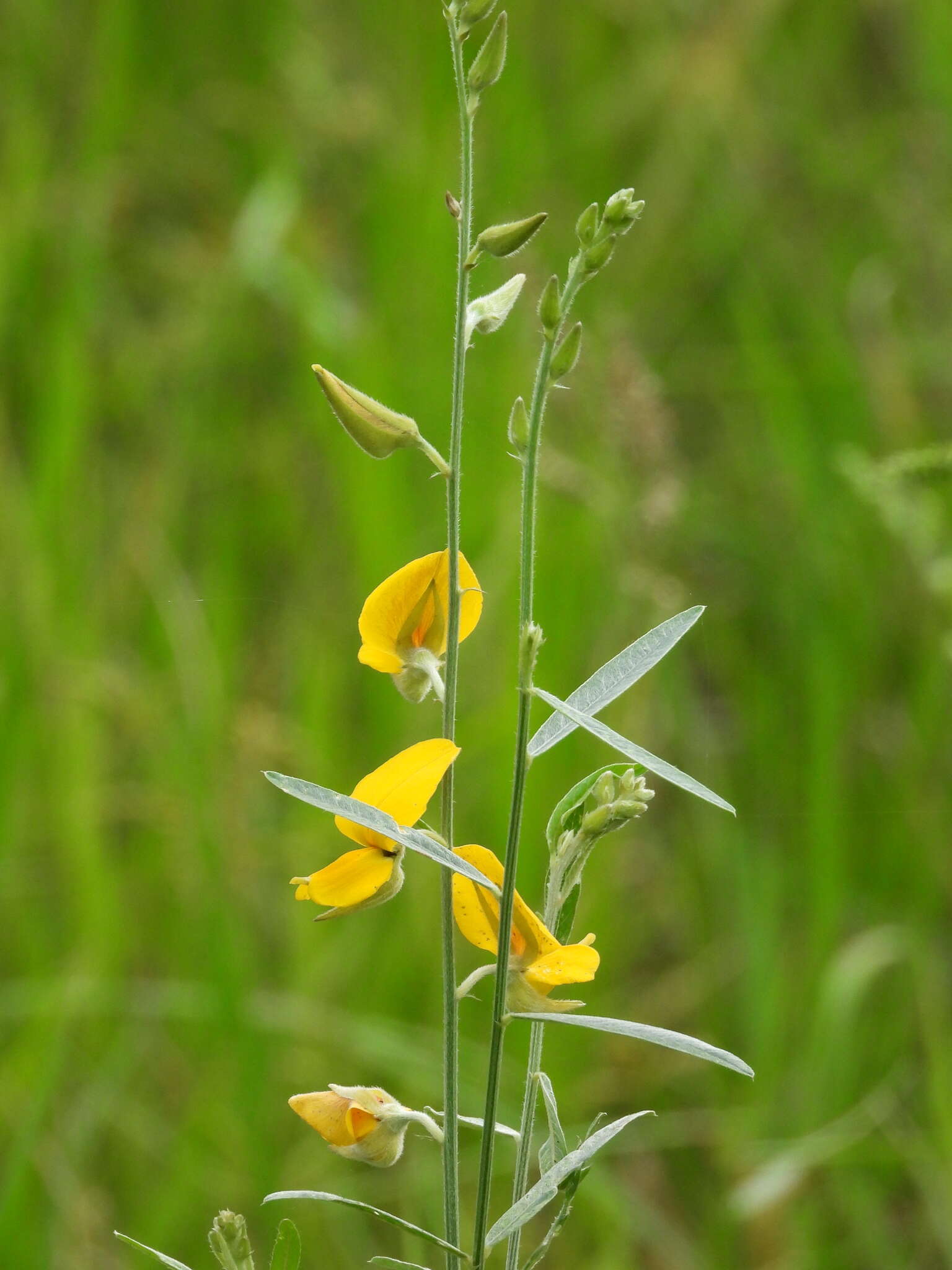 Image of sunn hemp