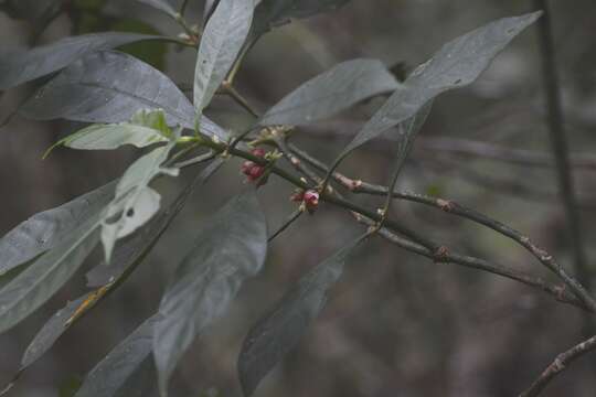 Sivun Hoffmannia nicotianifolia (M. Martens & Galeotti) L. O. Williams kuva