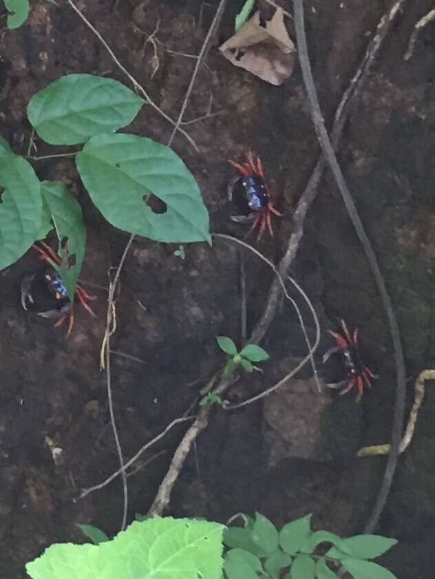 Image of Mexican Land Crab