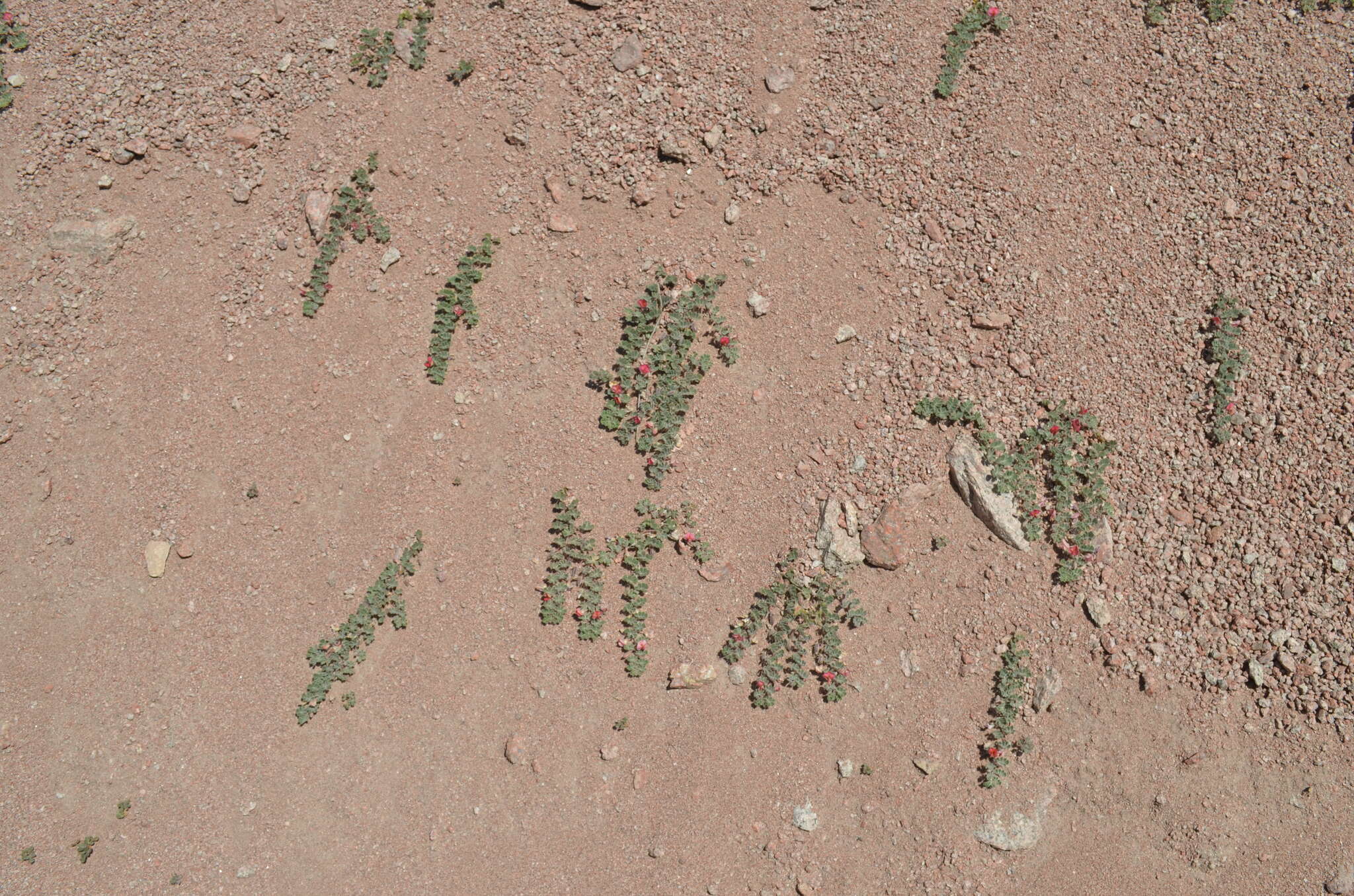 Image of Chesneya ferganensis Korsh.