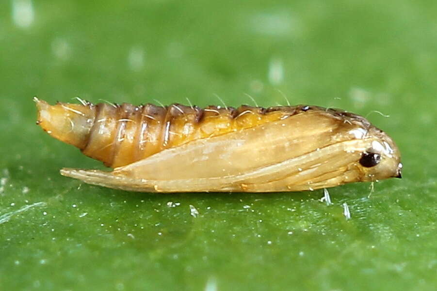 Phyllonorycter quercifoliella (Zeller 1839)的圖片