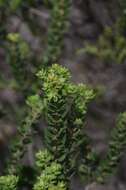 Morella cordifolia (L.) D. J. B. Killick resmi