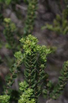 Image of waxberry