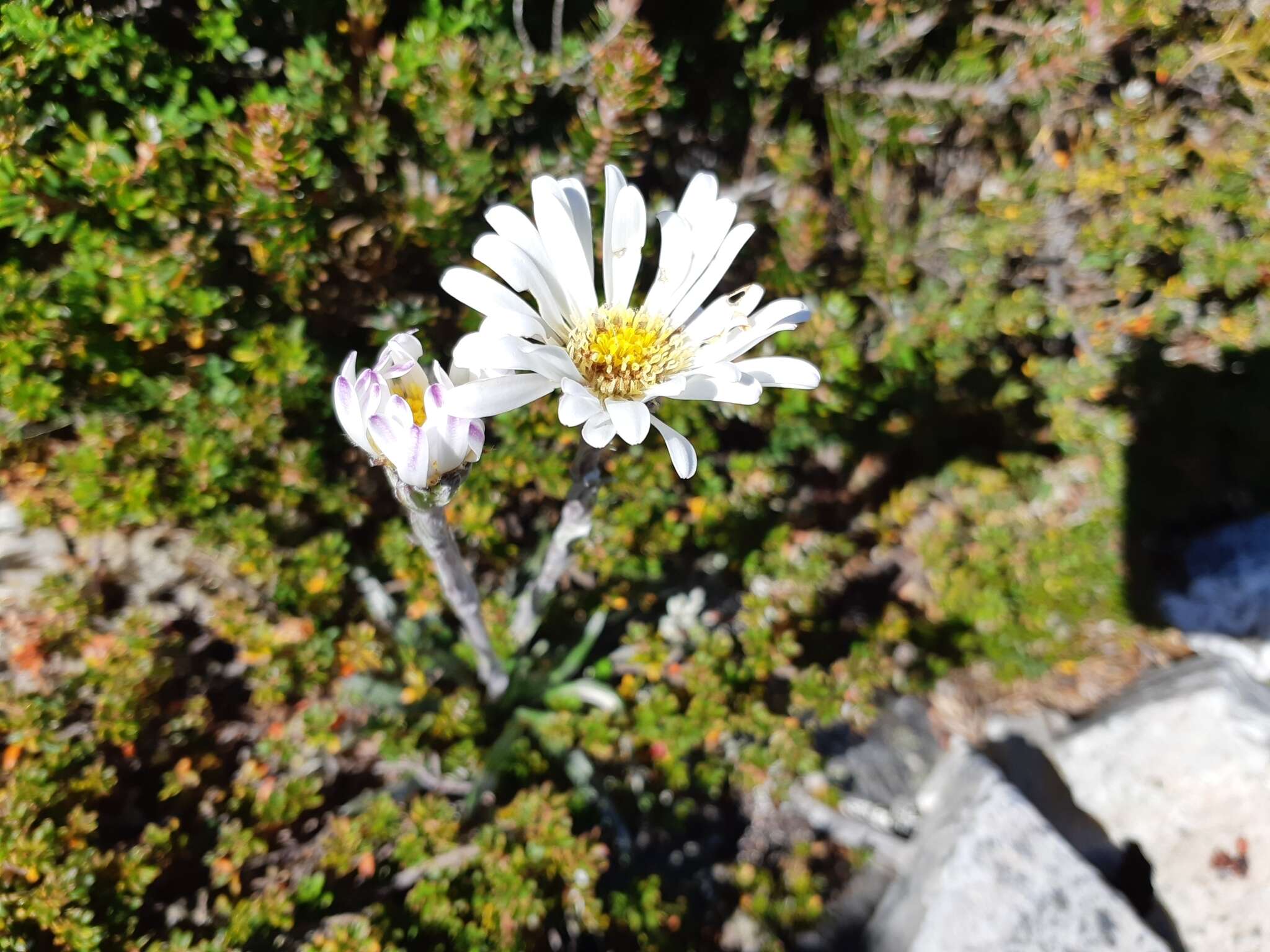 Image of Celmisia asteliifolia Hook. fil.