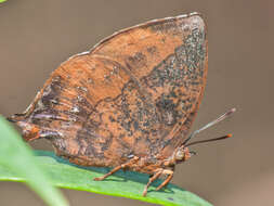 Image of Amblypodia narada Horsfield 1829