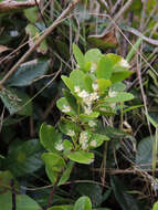 Image of Gymnosporia vanwykii (R. H. Archer) Jordaan