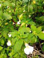 Image of Impatiens burtonii Hook. fil.