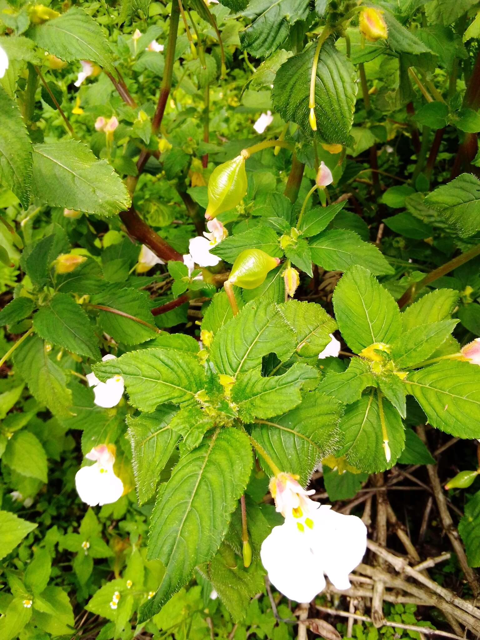 Impatiens burtonii Hook. fil. resmi