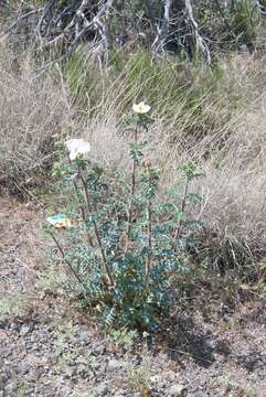 Image of southwestern pricklypoppy