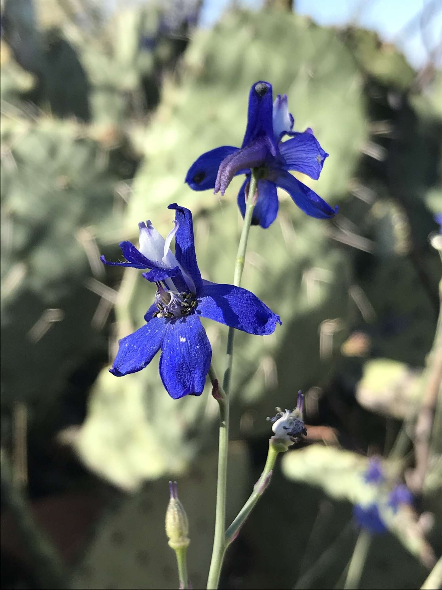 Delphinium scaposum Greene的圖片