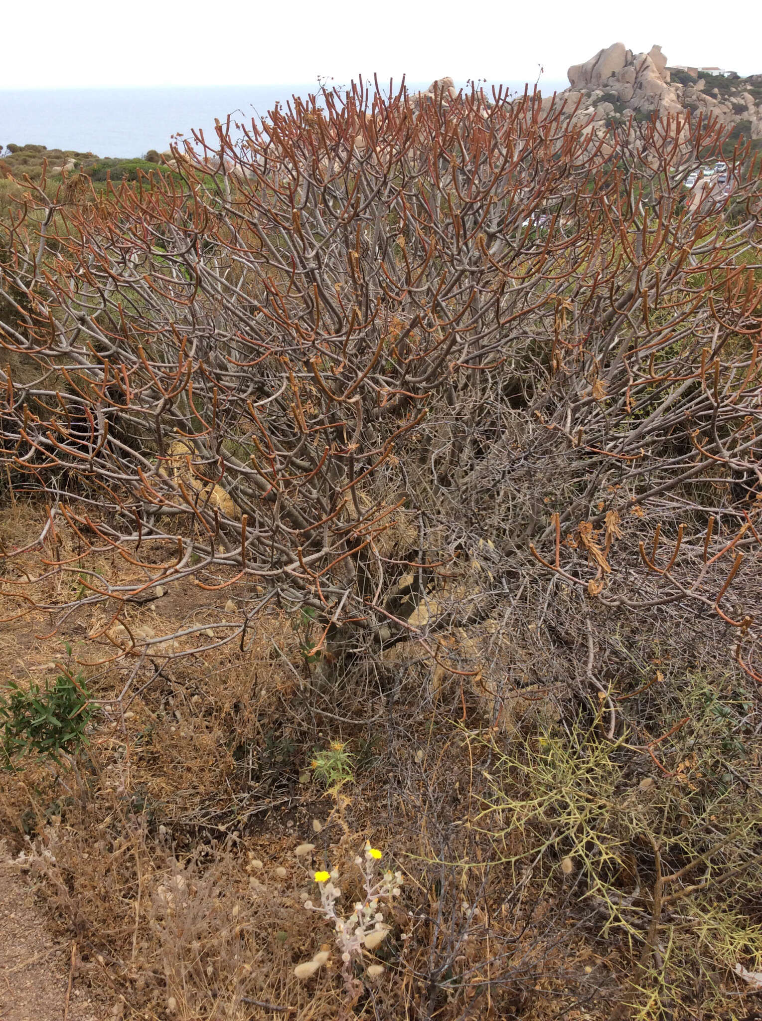 Слика од Euphorbia dendroides L.