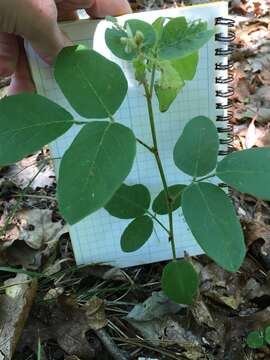 Desmodium nuttallii (Schindl.) B. G. Schub. resmi