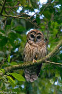 Image of Fulvous Owl