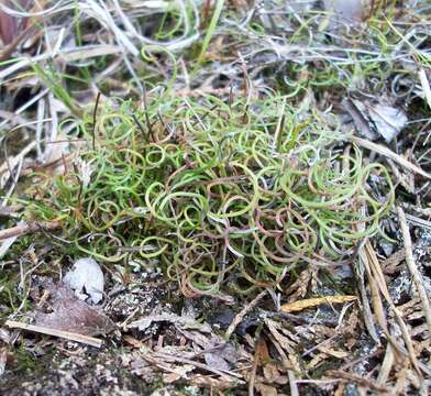 Image of little curlygrass fern