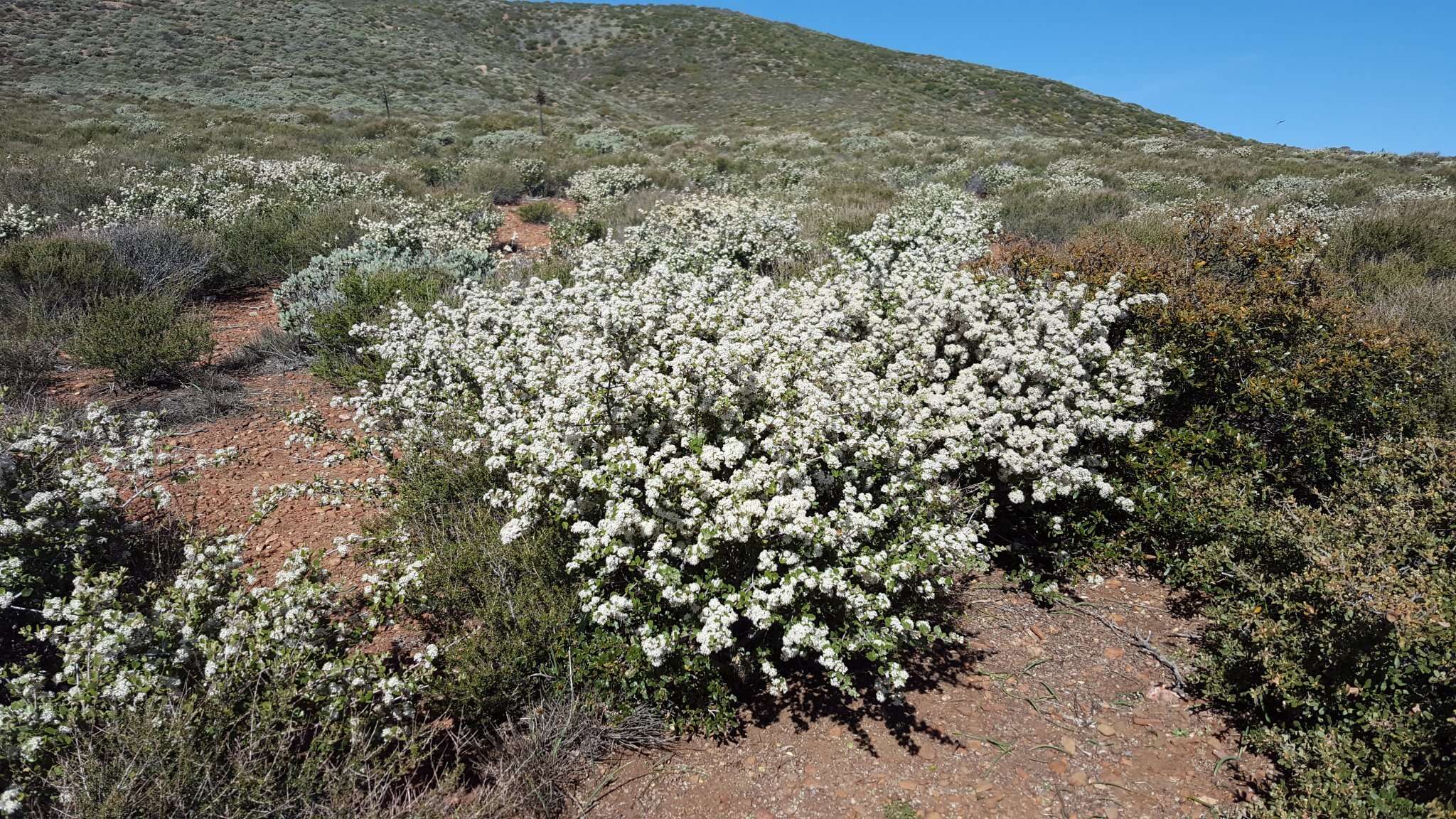 Image of desert ceanothus