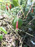 Imagem de Fuchsia splendens Zucc.