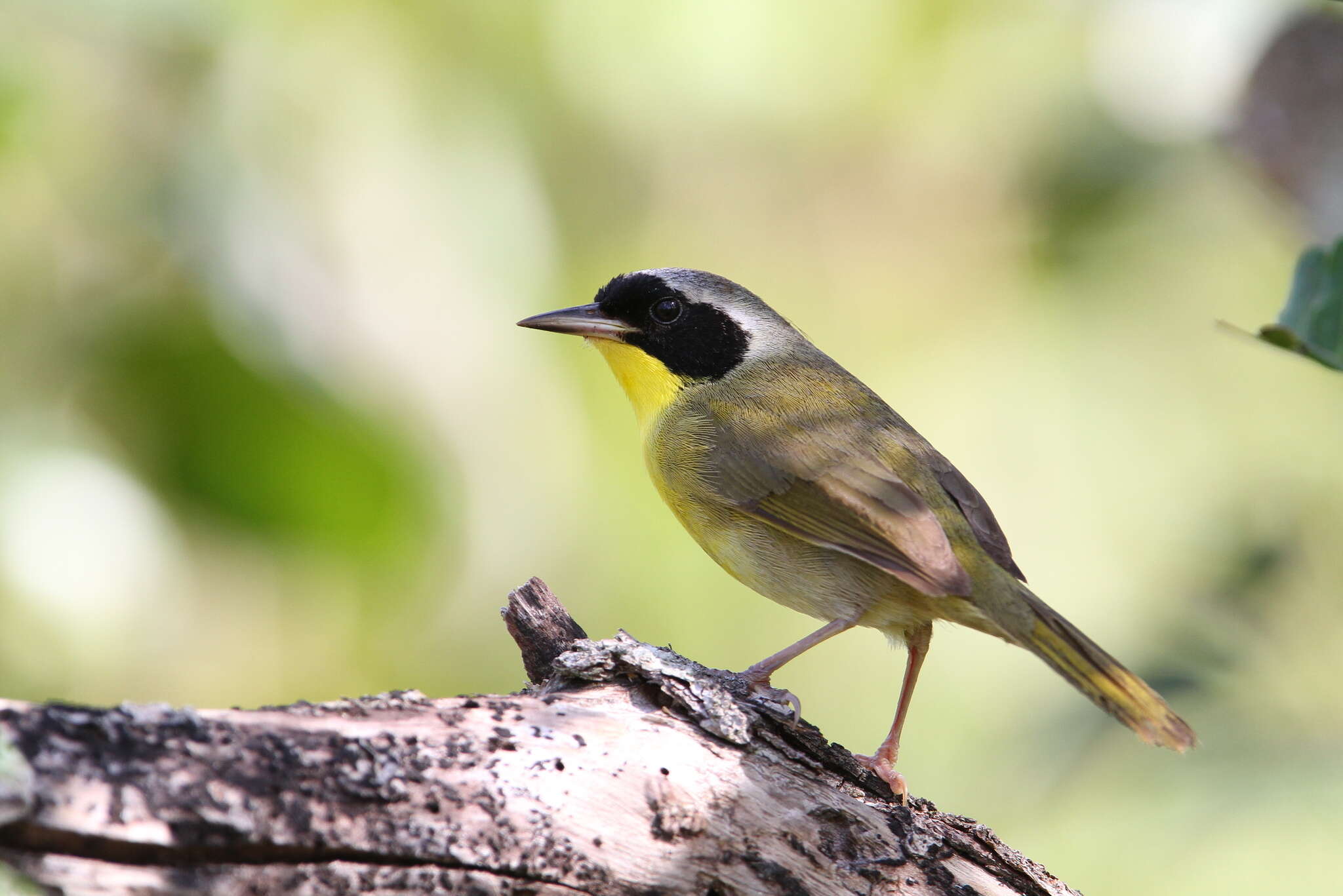 Image of Bahama Yellowthroat