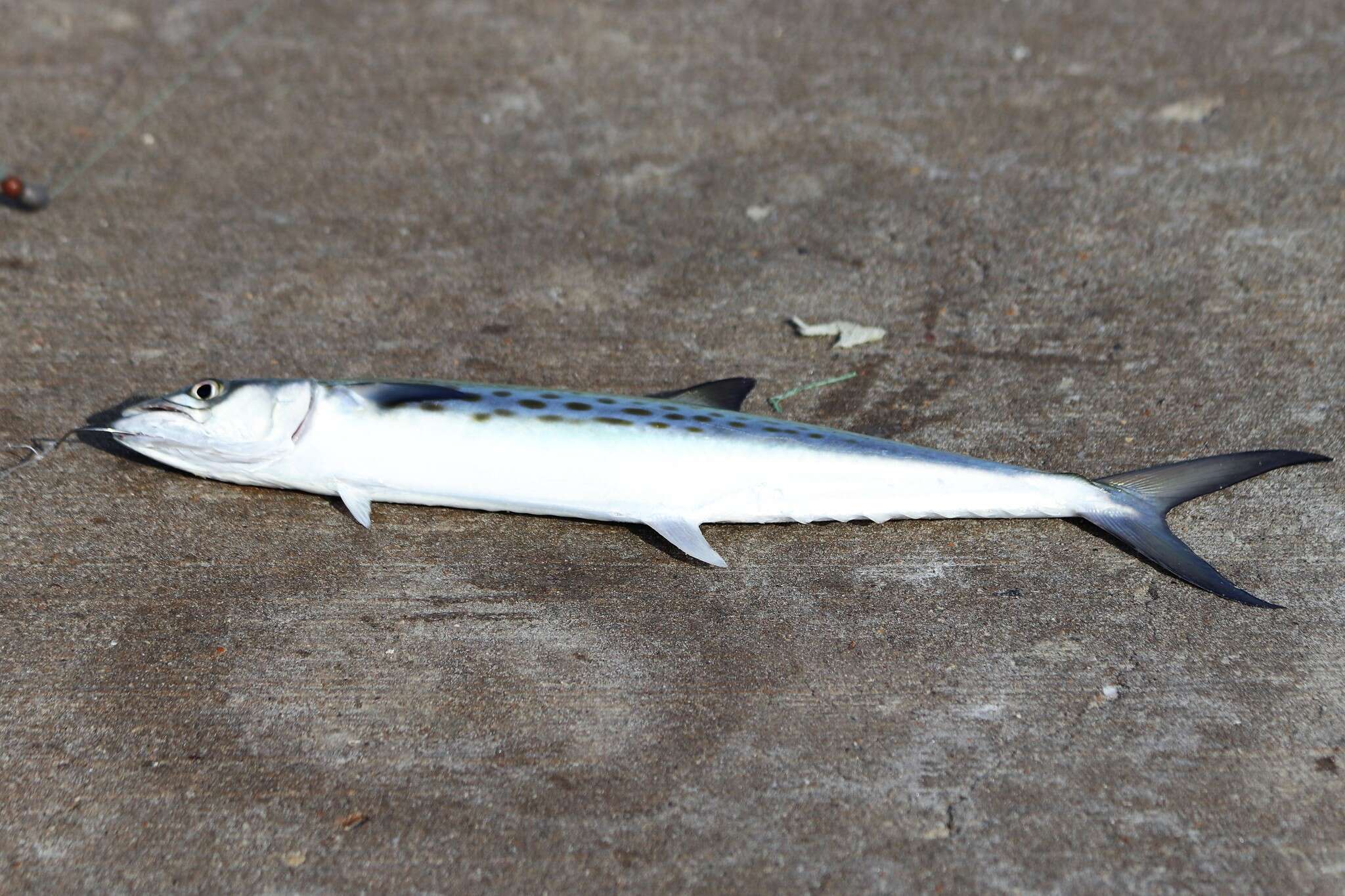 Image of Atlantic Spanish Mackerel