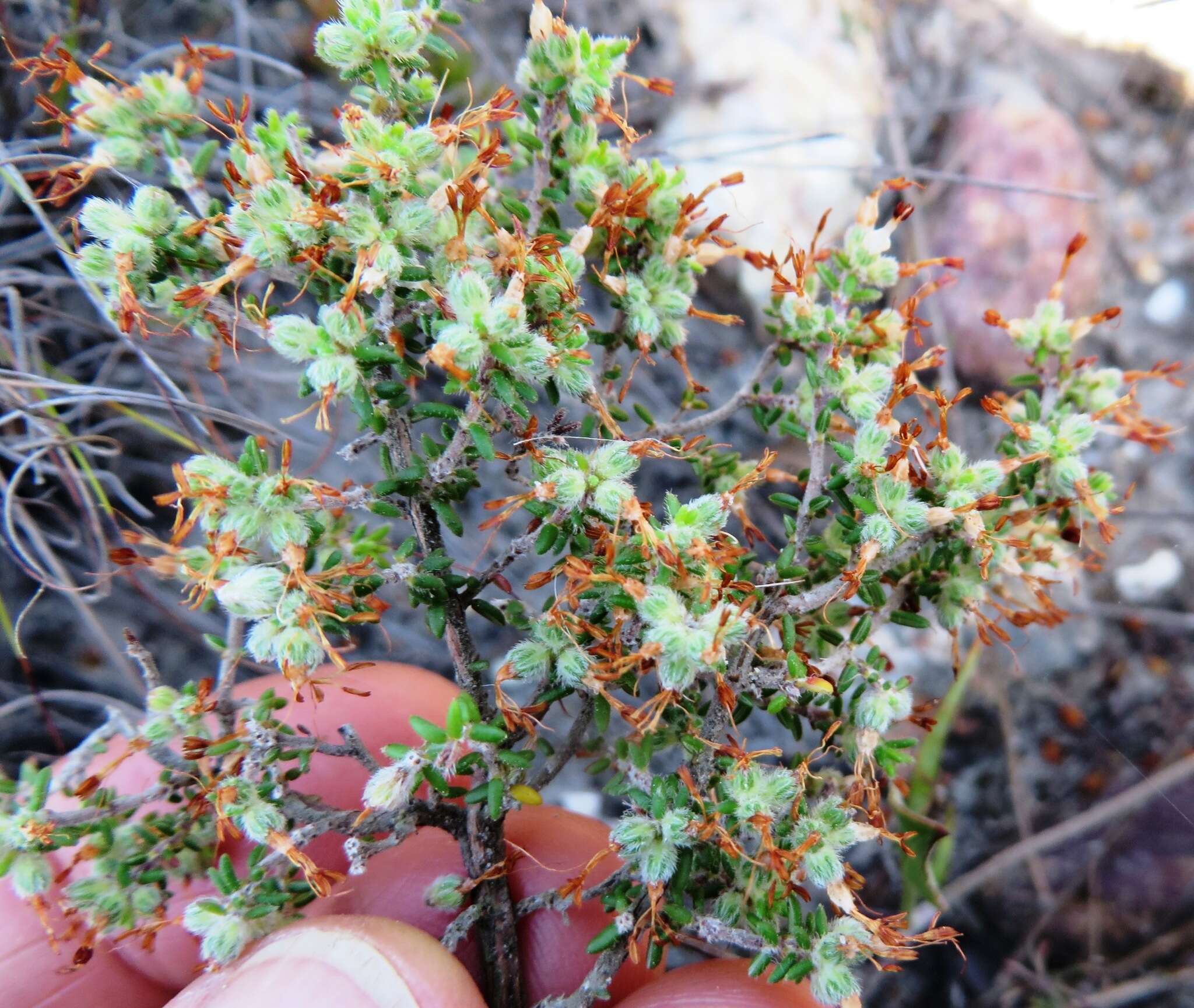 Imagem de Erica paucifolia subsp. squarrosa (Benth.) E. G. H. Oliver