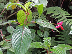 Image of Impatiens fischeri Warb.