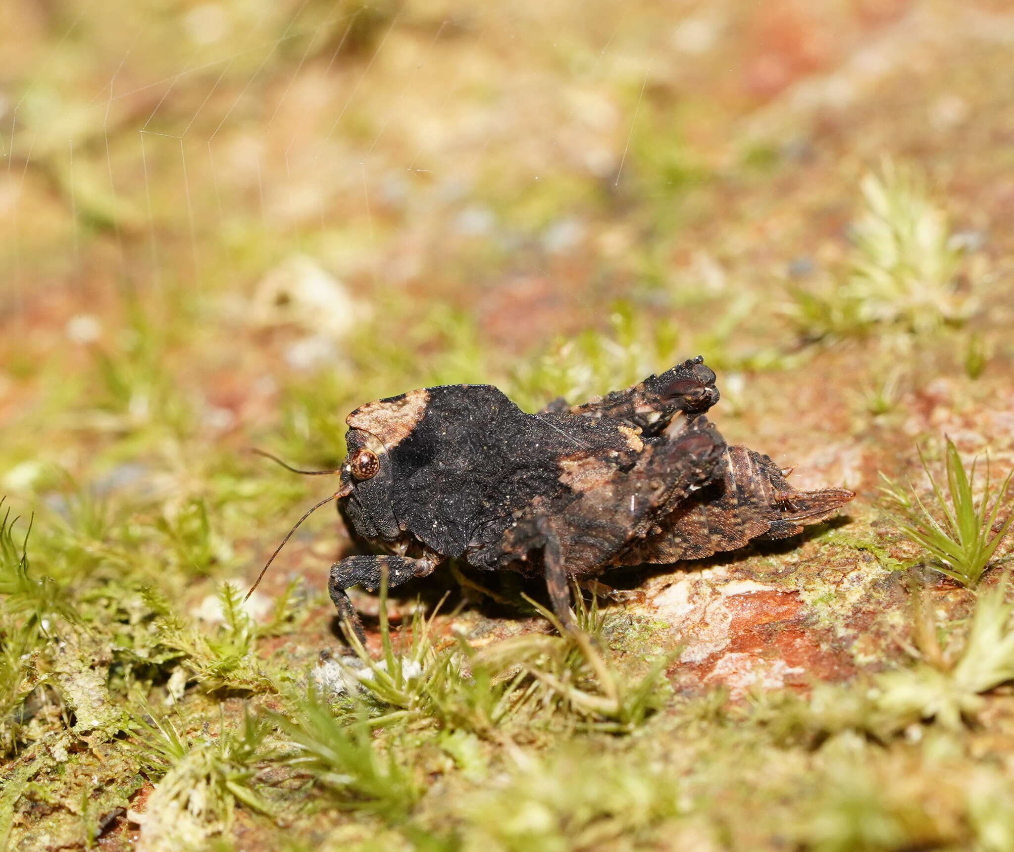 Plancia ëd Paraselina brunneri (Bolívar 1887)