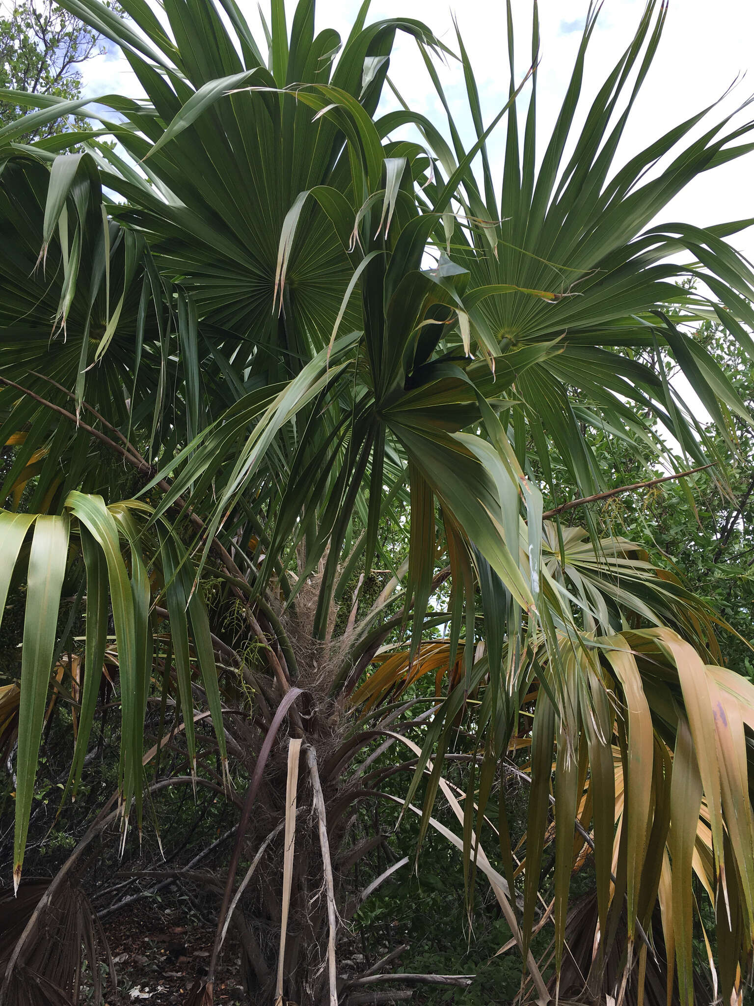 Image of thatch palm