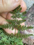 Image of Tennessee bladderfern