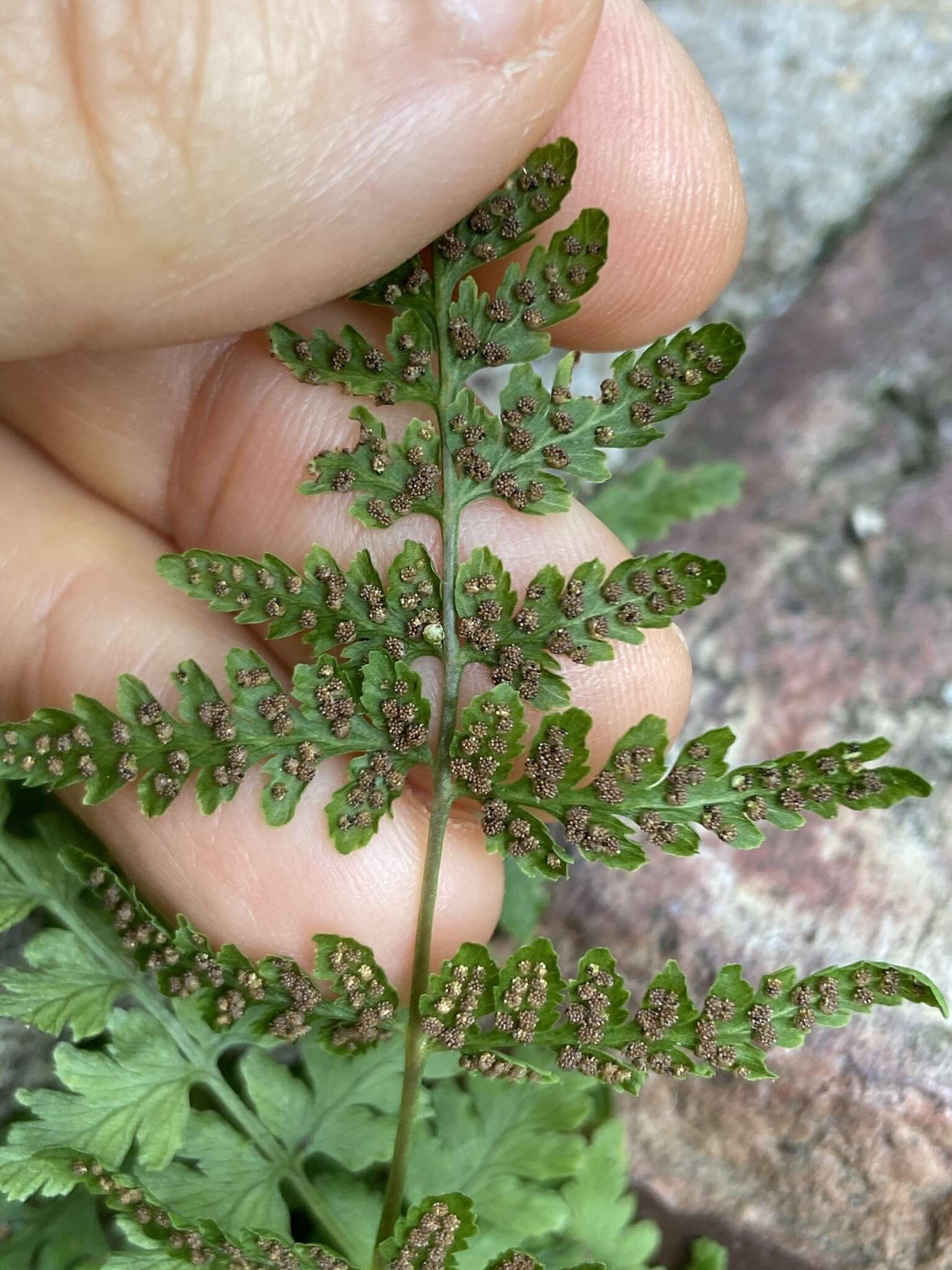 Image of Tennessee bladderfern