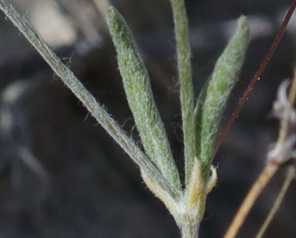 Image of anglestem buckwheat