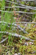 Image of Leafy-Stem Pseudosaxifrage