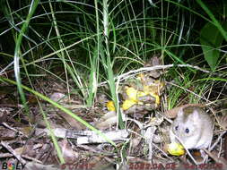 Image of Australian Pale Field Rat