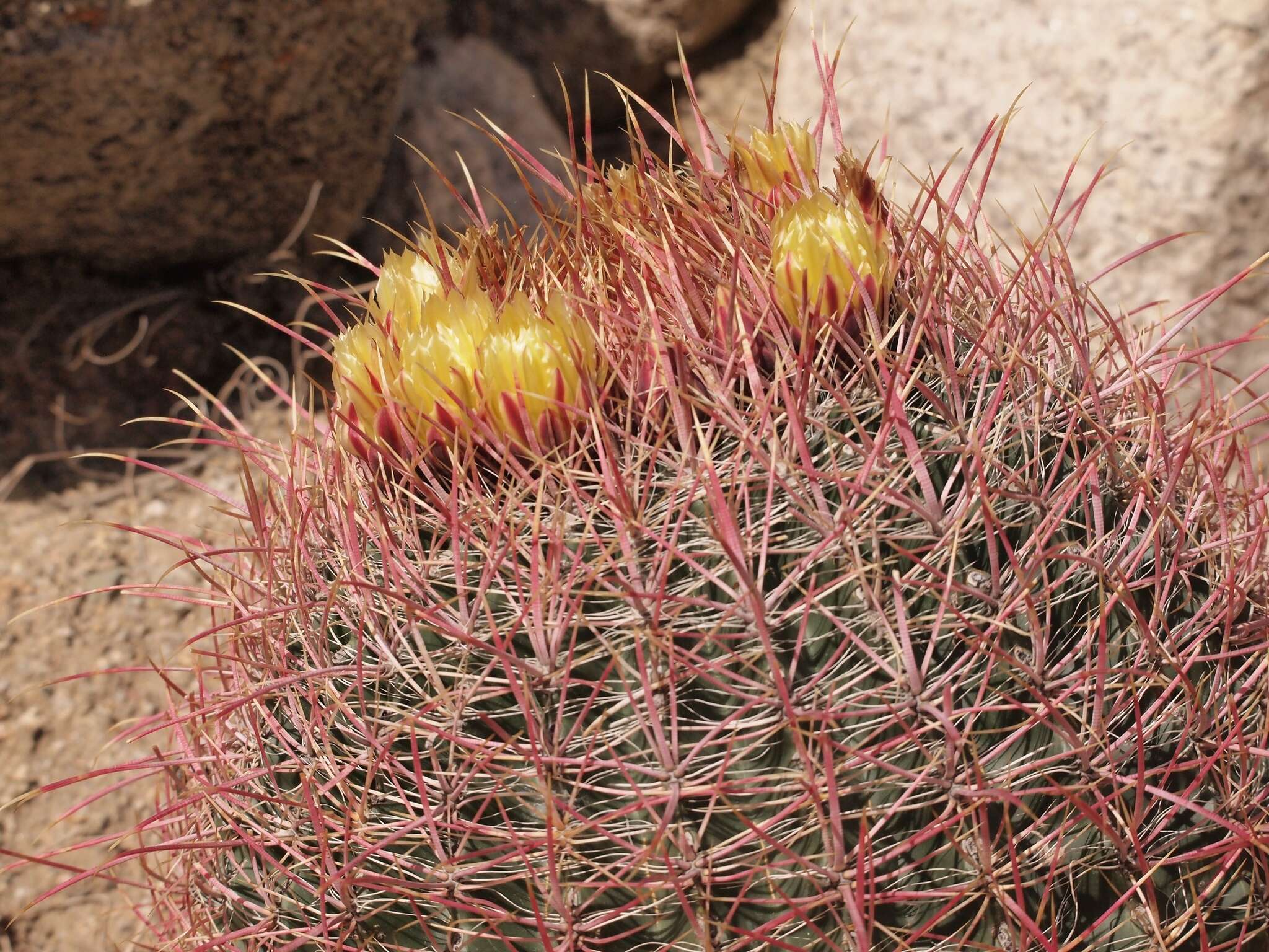 Image of California Barrel Cactus