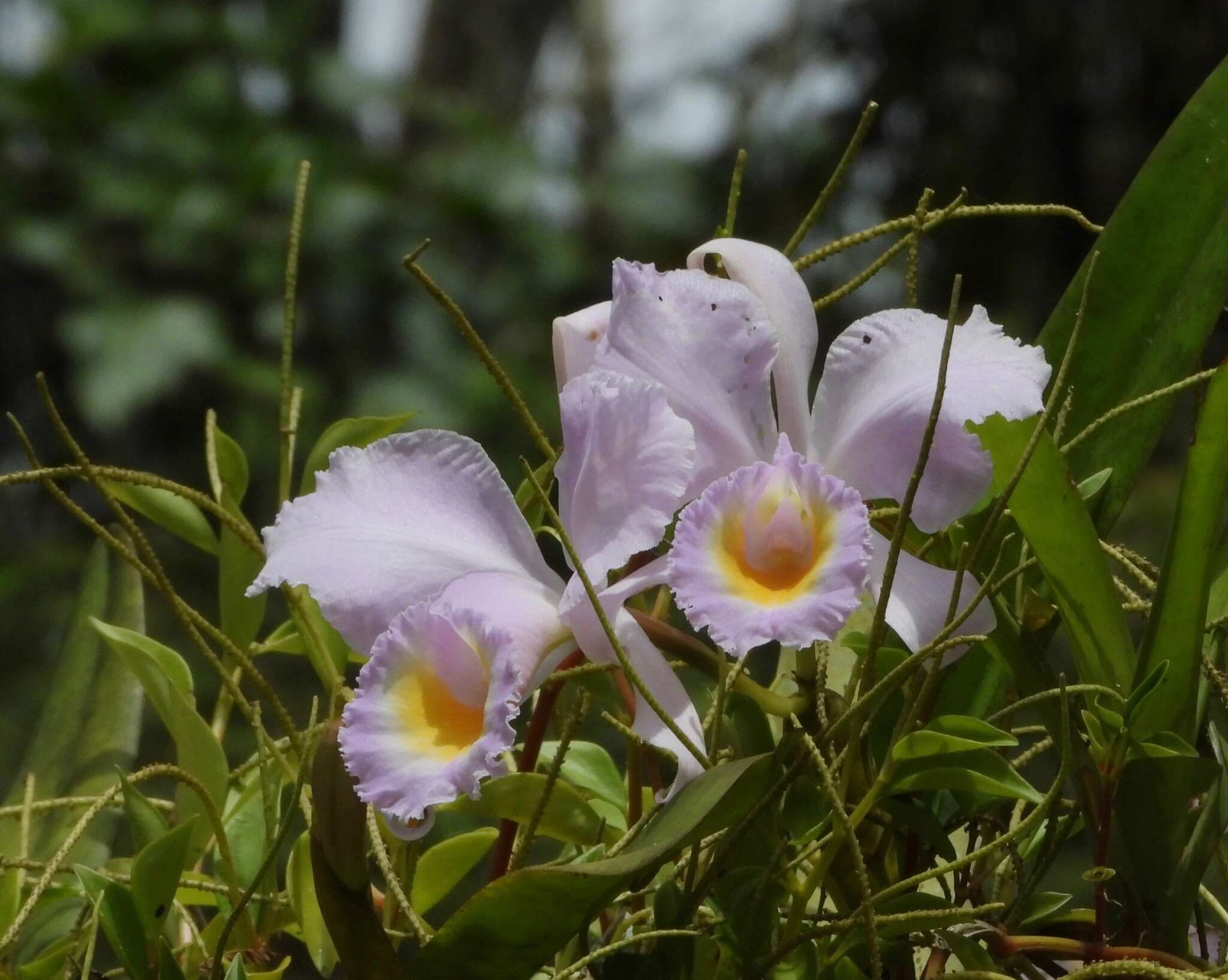 Image of Cattleya schroederae (Rchb. fil.) Sander