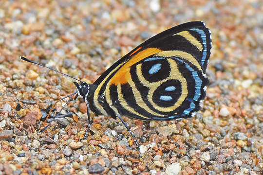 Image of Catagramma tolima Hewitson 1852