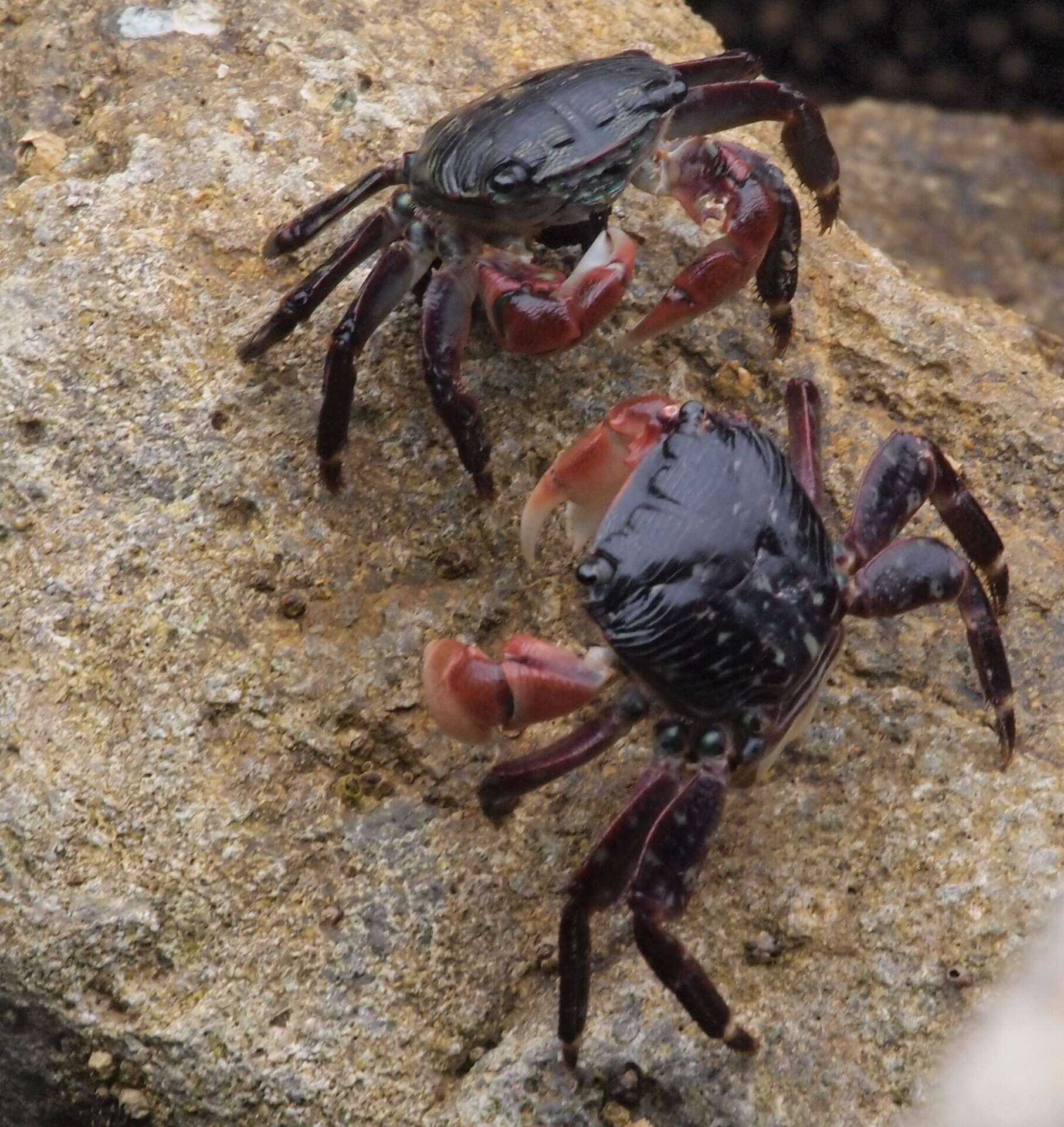 Image of striped shore crab