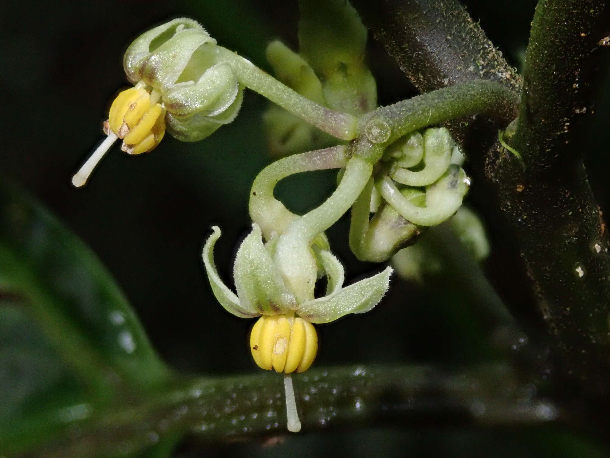 Image of Solanum anceps Ruiz & Pav.