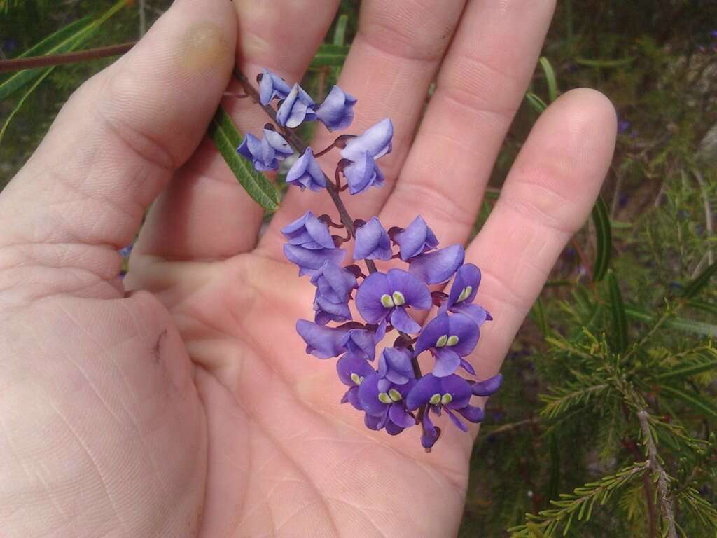 Image of Australian lilac vine