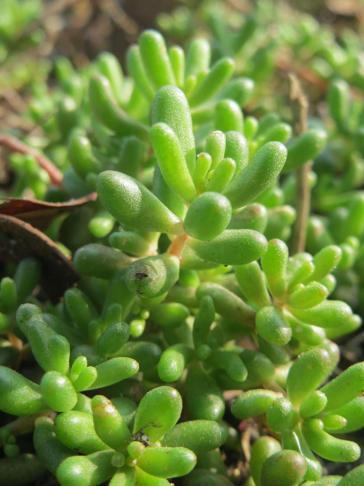 Image of White Stonecrop