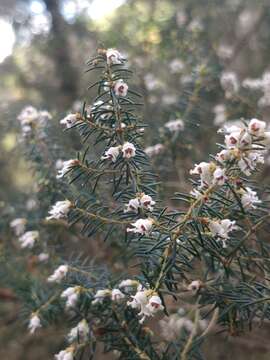 Imagem de Erica platycodon subsp. maderincola (D. C. Mc Clint.) Rivas Mart., Capelo, J. C. Costa, Lousã, Fontinha, R. Jardim & M. Seq.