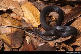 Image of Rustyhead Snake