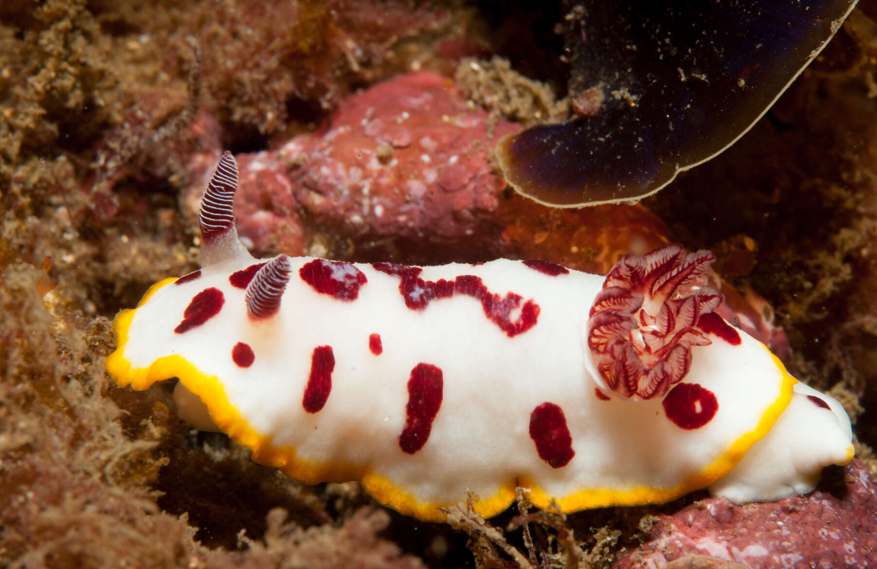 Image de Goniobranchus splendidus (Angas 1864)