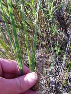 Imagem de Gladiolus hirsutus Jacq.